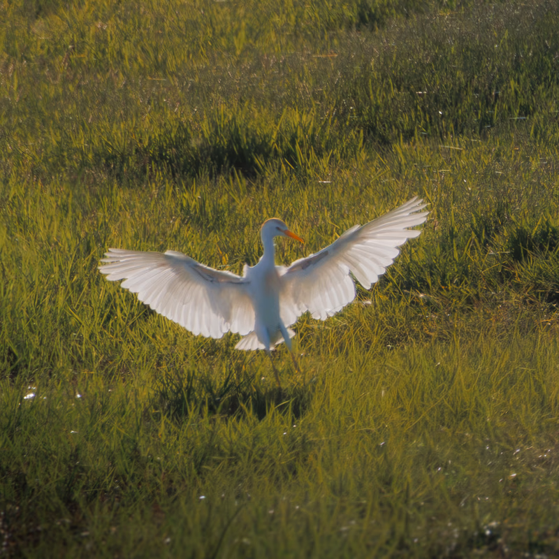 Fotografía de Garcilla bueyera (Bubulcus ibis) en estado salvaje. SMFotos, fotografía de fauna salvaje en España.