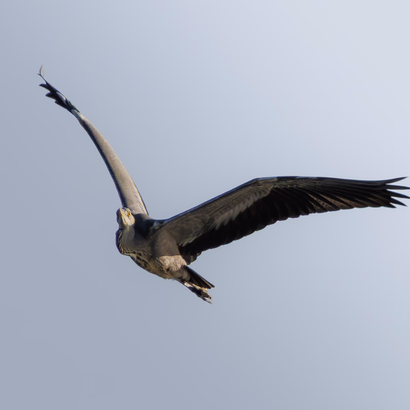 Garza real (Ardea cinerea) - Fotografia de fauna. SMFotos, fotografía de fauna salvaje en España.