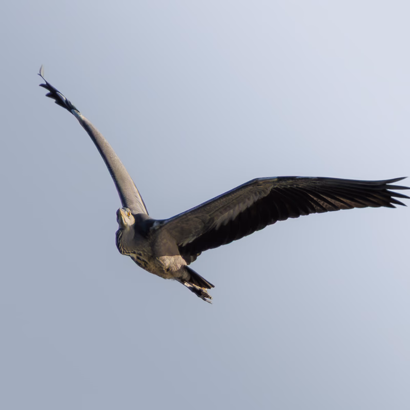 Garza real (Ardea cinerea) - Fotografia de fauna. SMFotos, fotografía de fauna salvaje en España.