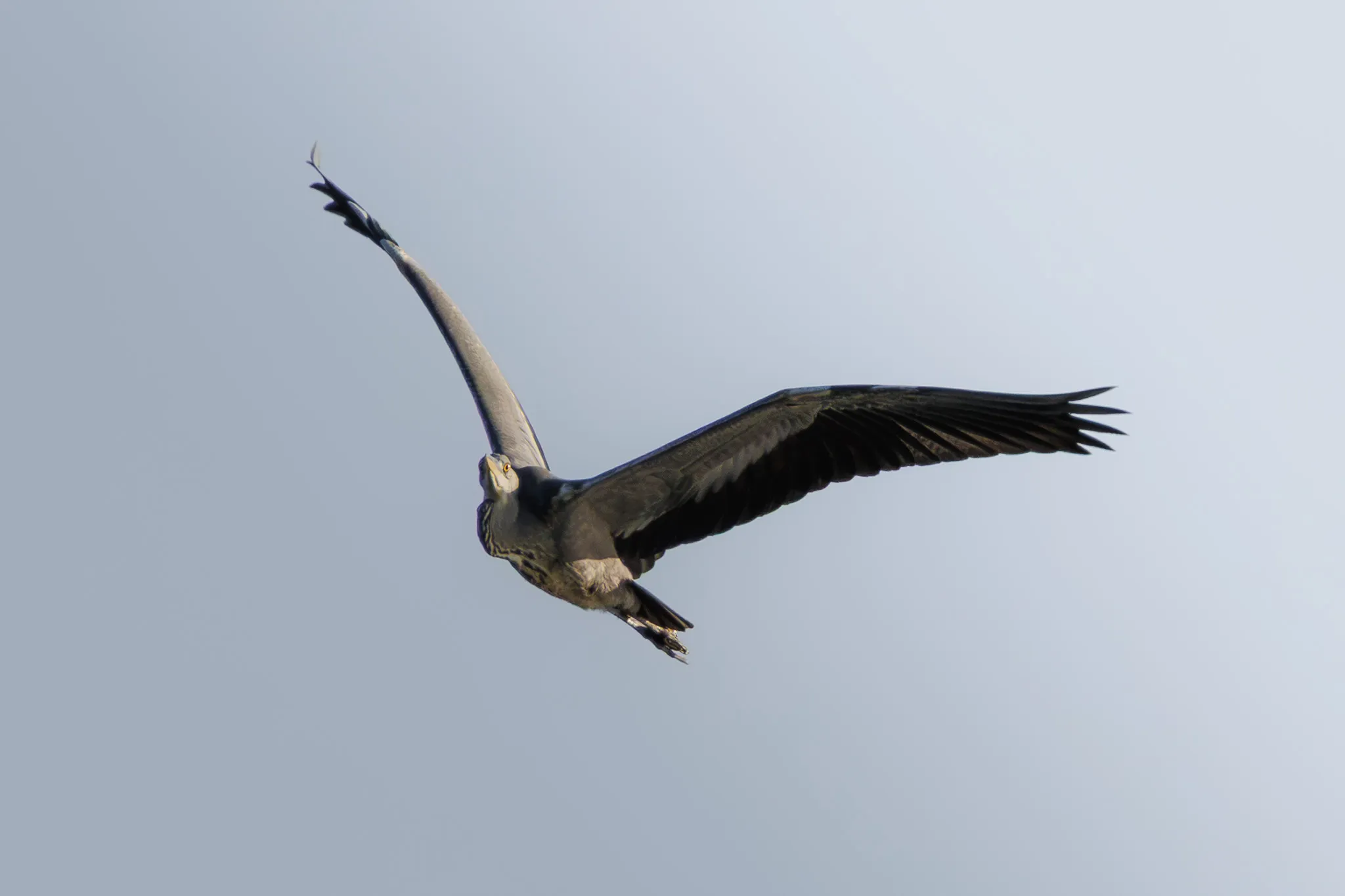 Garza real (Ardea cinerea) - Fotografia de fauna. SMFotos, fotografía de fauna salvaje en España.