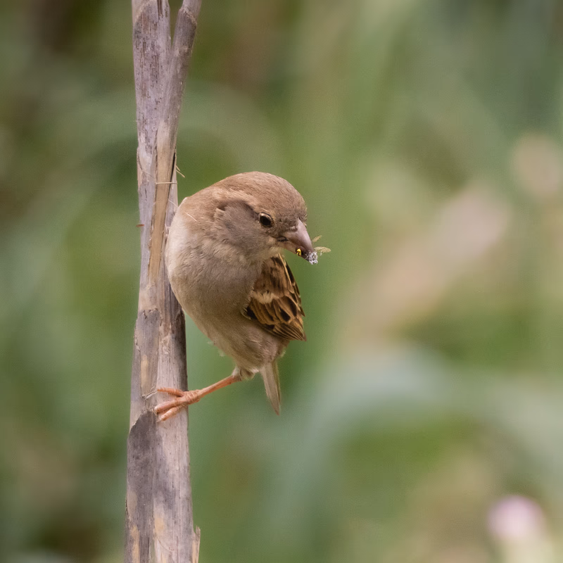Gorrión común (Passer domesticus) - Fotografia de fauna
