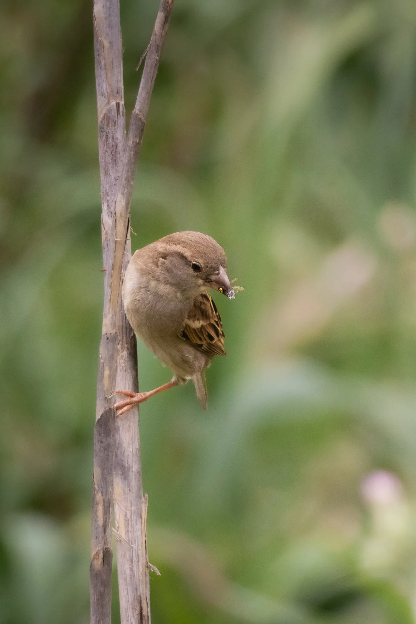 Gorrión común (Passer domesticus) - Fotografia de fauna