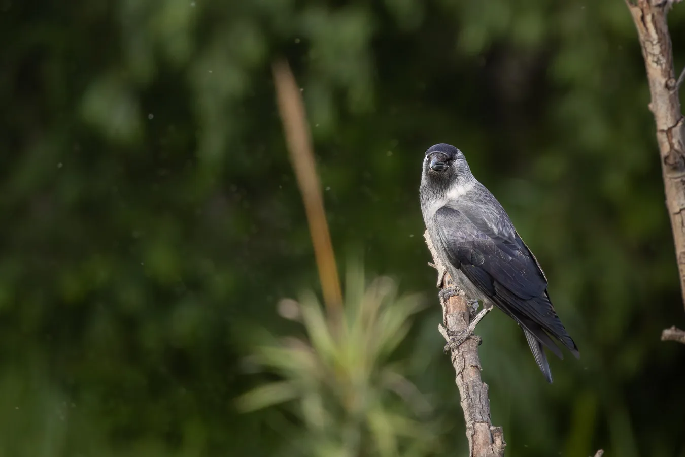 Grajilla sobre un tronco con su plumaje gris y negro