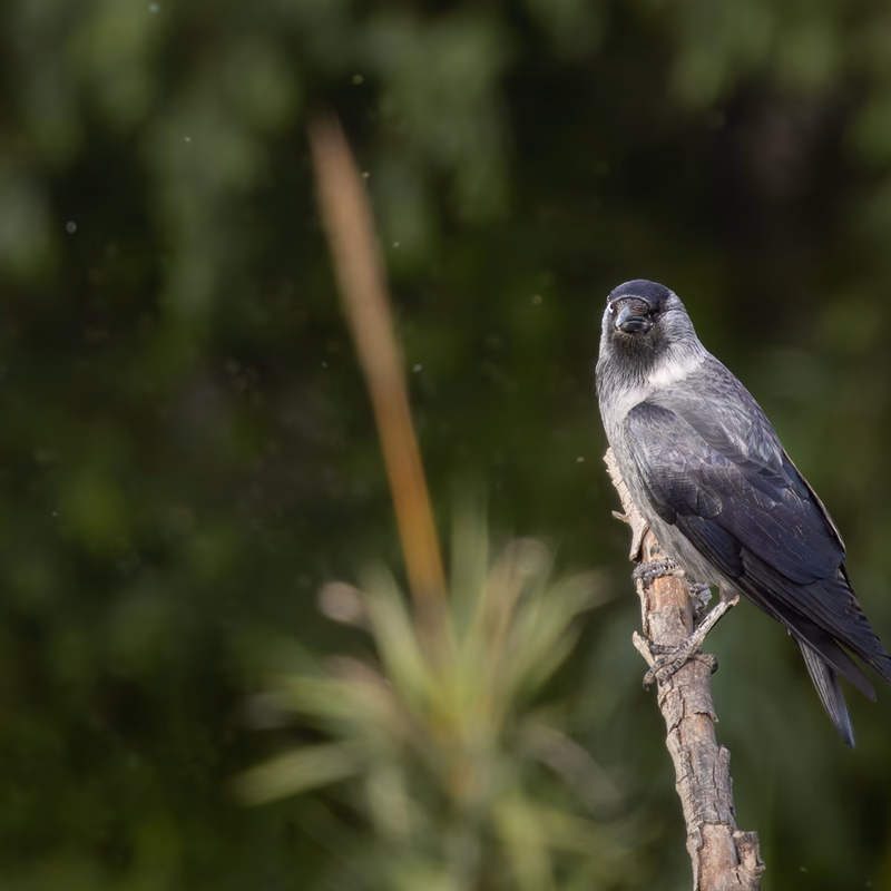 Grajilla sobre un tronco con su plumaje gris y negro