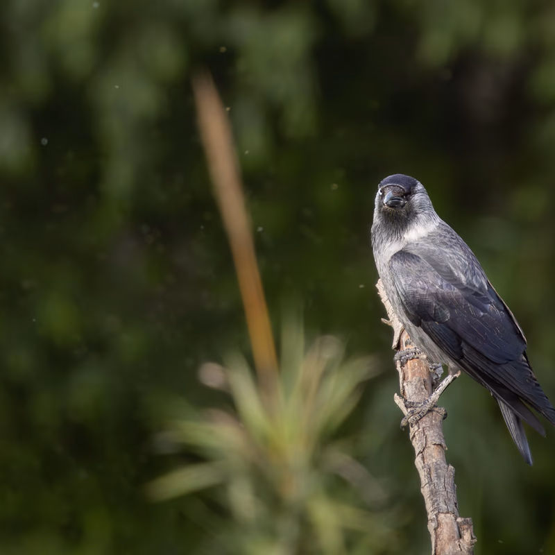 Grajilla sobre un tronco con su plumaje gris y negro. SMFotos, fotografía de fauna salvaje en España.