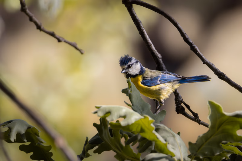 Fotografía de naturaleza: Herrerillo común. SMFotos, archivo fotográfico de fauna salvaje en Córdoba y Andalucía.
