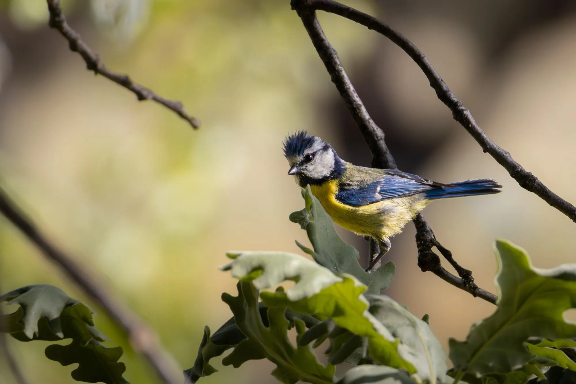 Fotografía de naturaleza: Herrerillo Comun 1. SMFotos, archivo fotográfico de fauna salvaje en Córdoba y Andalucía.