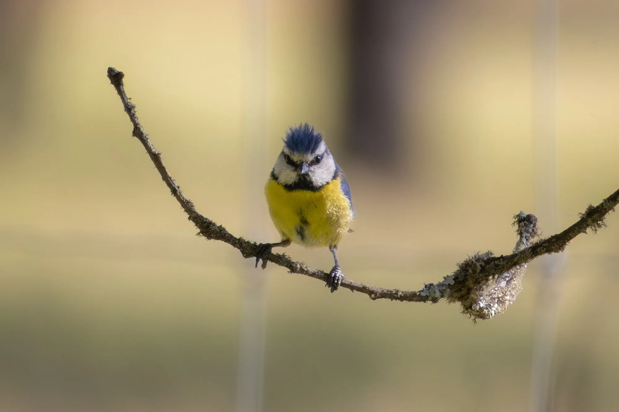 Fotografía de naturaleza: Herrerillo Comun 2. SMFotos, archivo fotográfico de fauna salvaje en Córdoba y Andalucía.