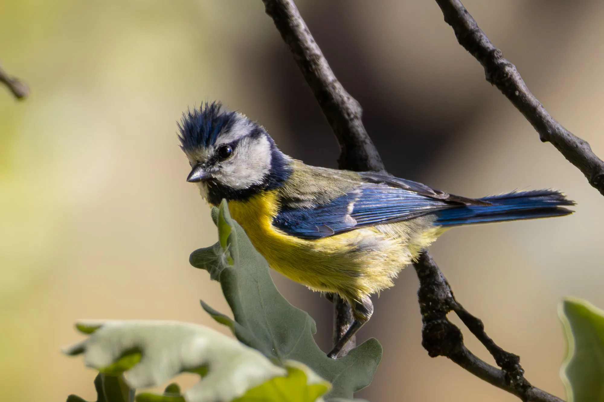 Herrerillo común (Cyanistes caeruleus) - Fotografia de fauna. SMFotos, fotografía de fauna salvaje en España.