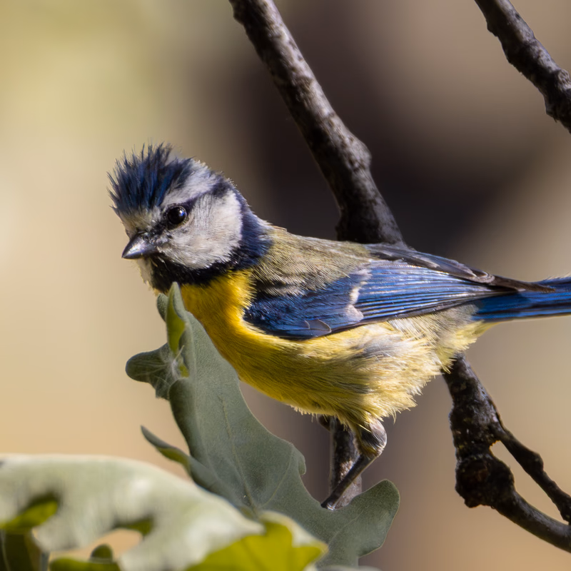 Herrerillo común (Cyanistes caeruleus) - Fotografia de fauna. SMFotos, fotografía de fauna salvaje en España.