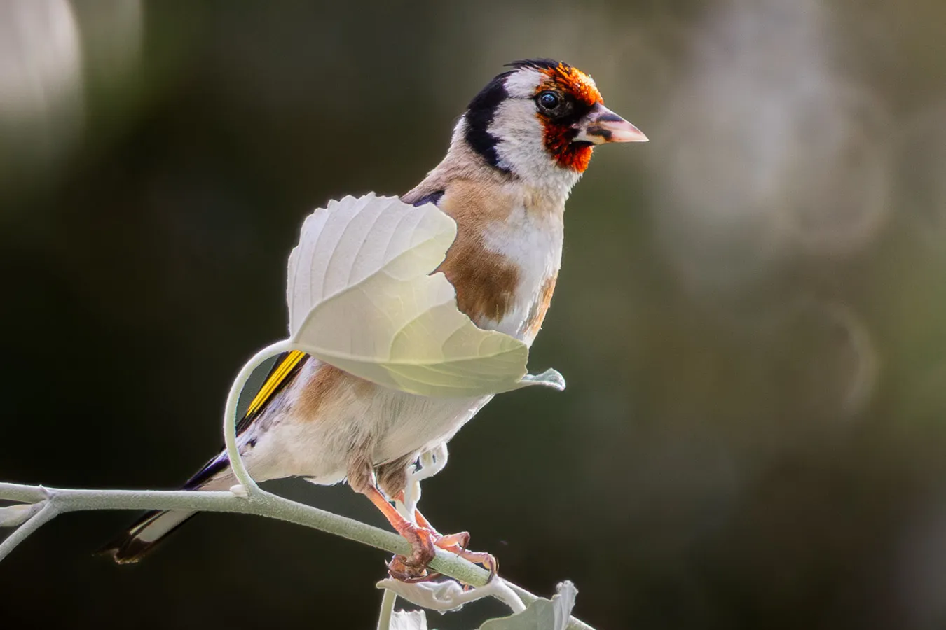 Fotografía de naturaleza: jilguero europeo