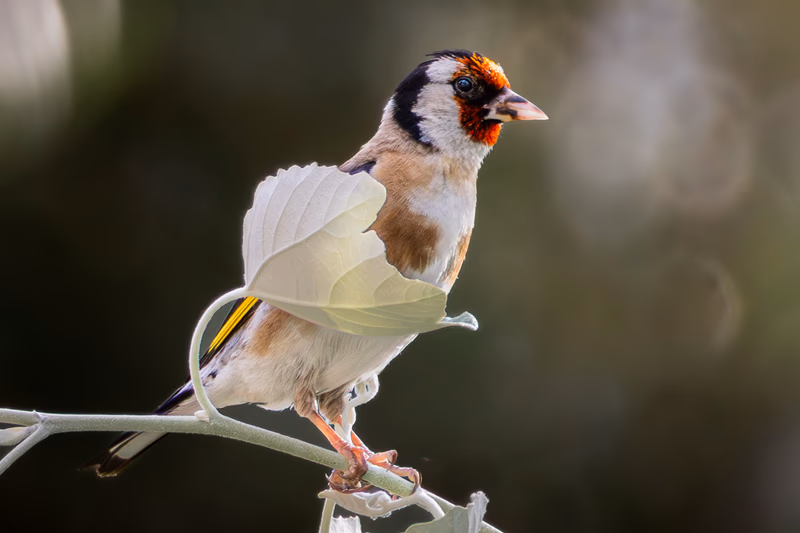 Fotografía de naturaleza: Jilguero europeo. SMFotos, archivo fotográfico de fauna salvaje en Córdoba y Andalucía.