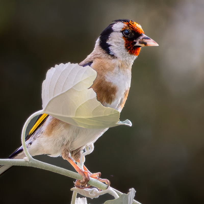 Jilguero europeo (Carduelis carduelis) - Fotografia de fauna