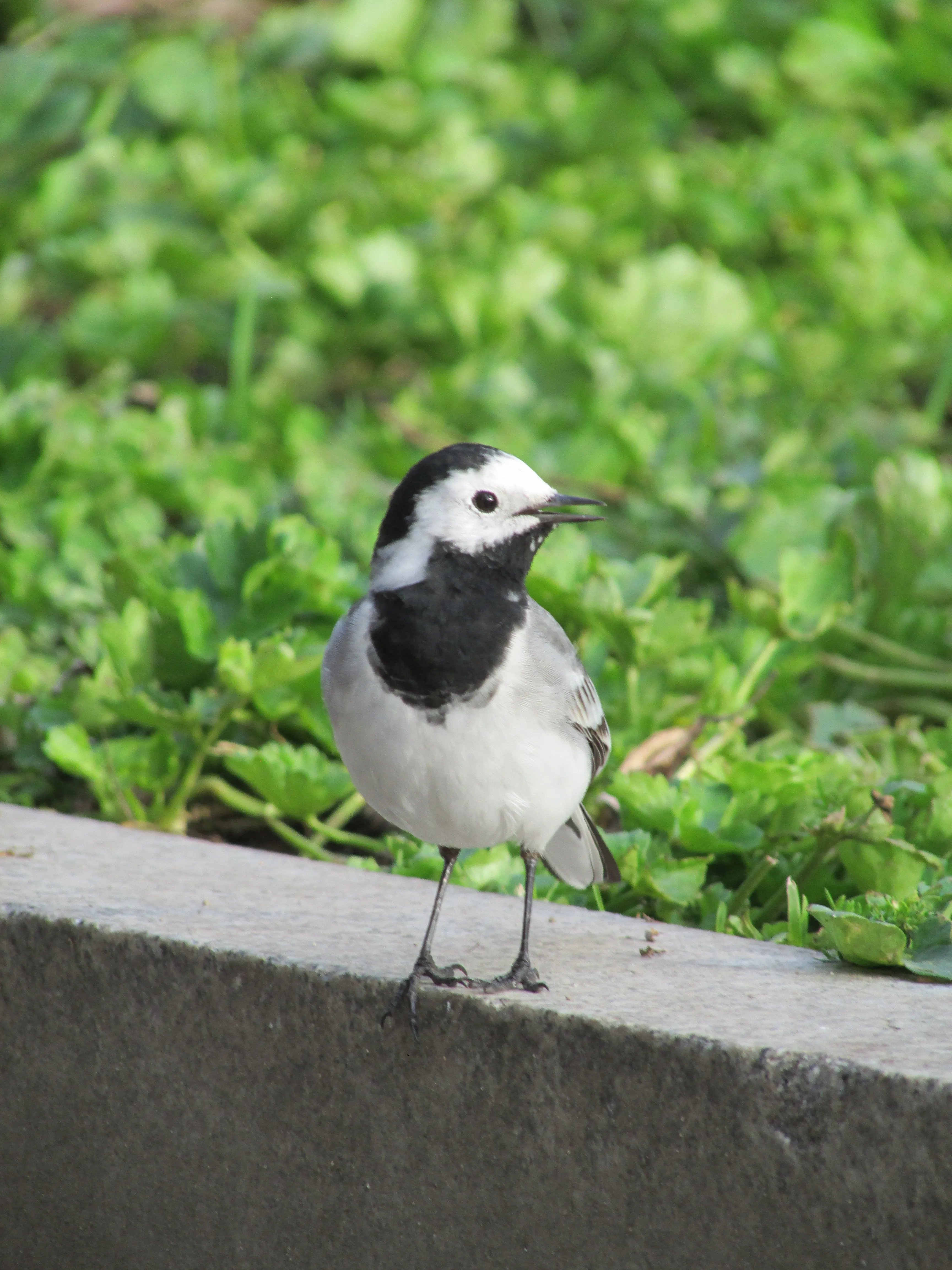 Lavandera blanca (Motacilla alba) - Fotografía de fauna