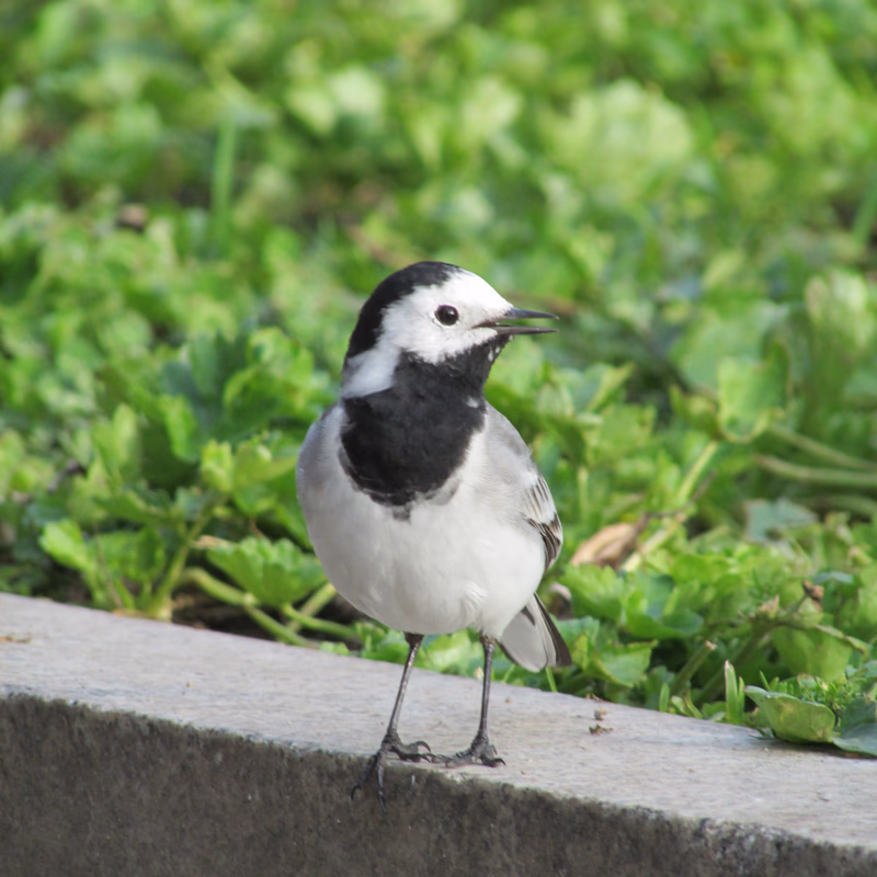 Lavandera blanca (Motacilla alba) - Fotografía de fauna