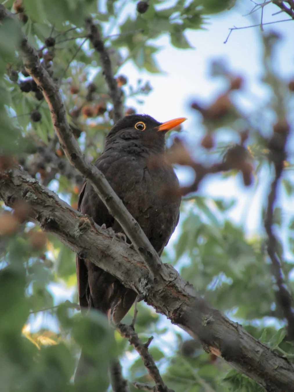 Mirlo común de plumaje negro y pico anaranjado
