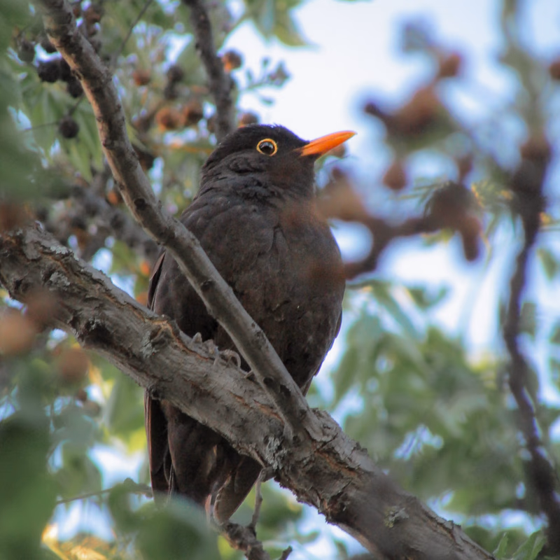 Mirlo común de plumaje negro y pico anaranjado