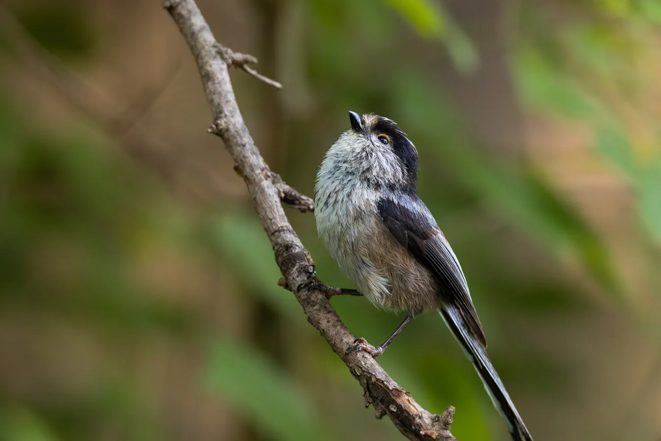 Fotografía de naturaleza: mito