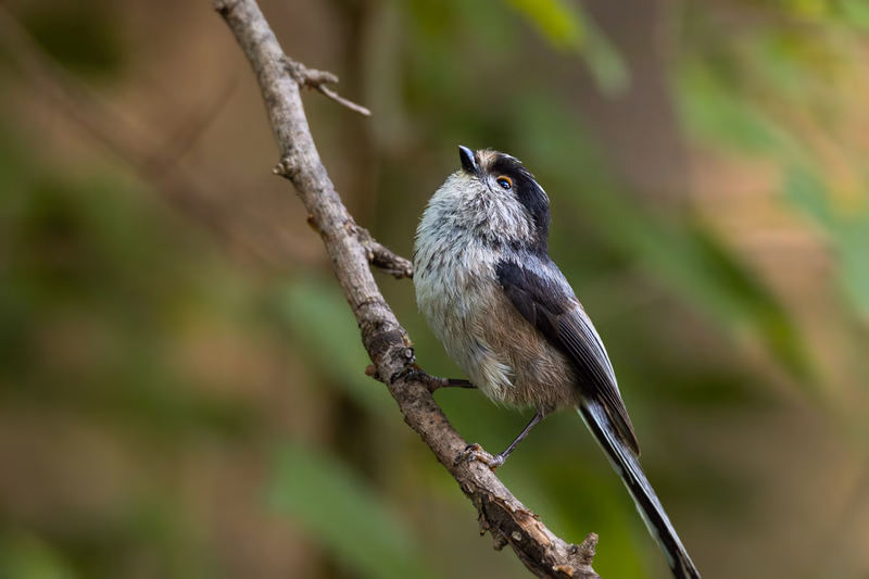 Fotografía de naturaleza: Mito. SMFotos, archivo fotográfico de fauna salvaje en Córdoba y Andalucía.