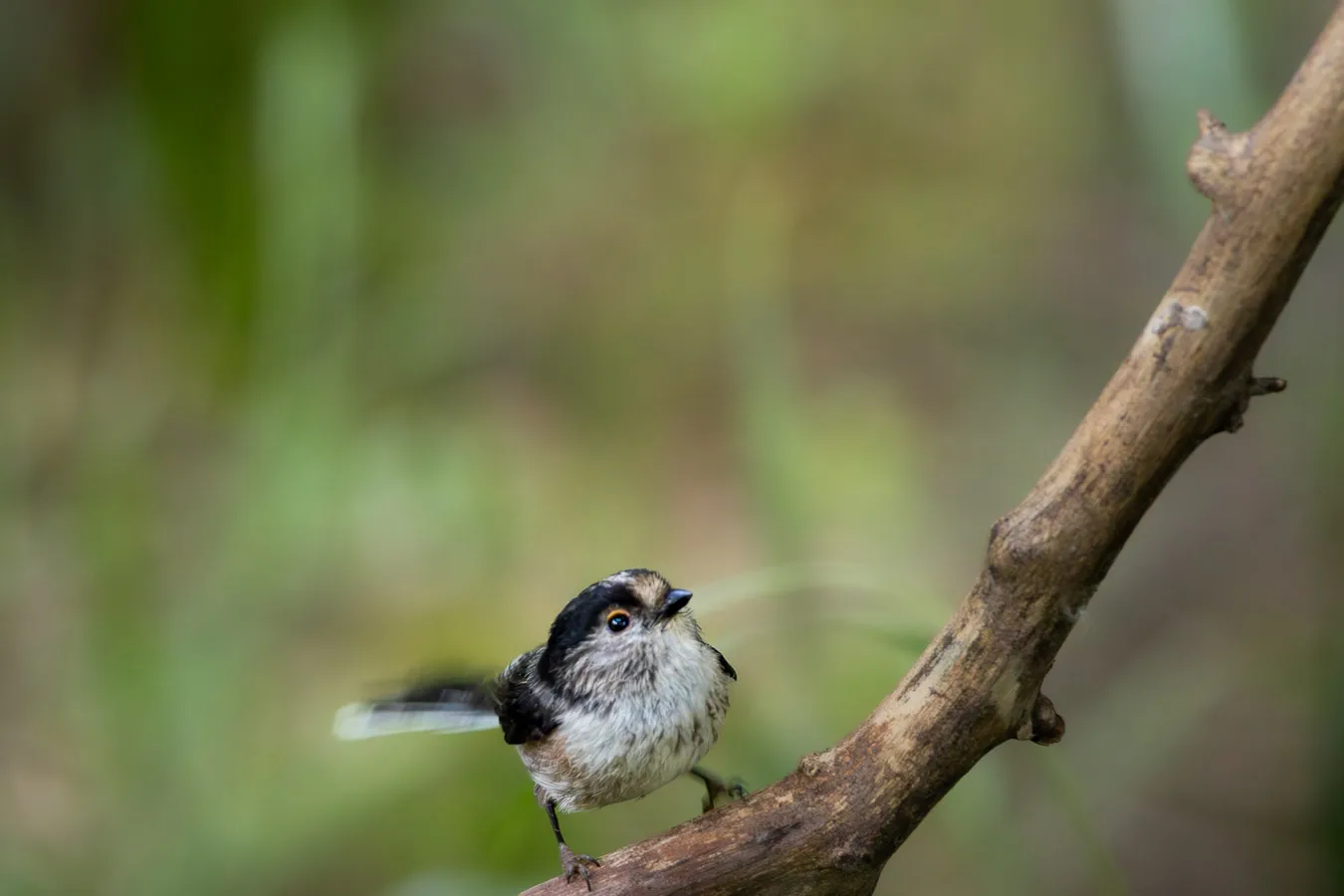 Fotografía de naturaleza: mito