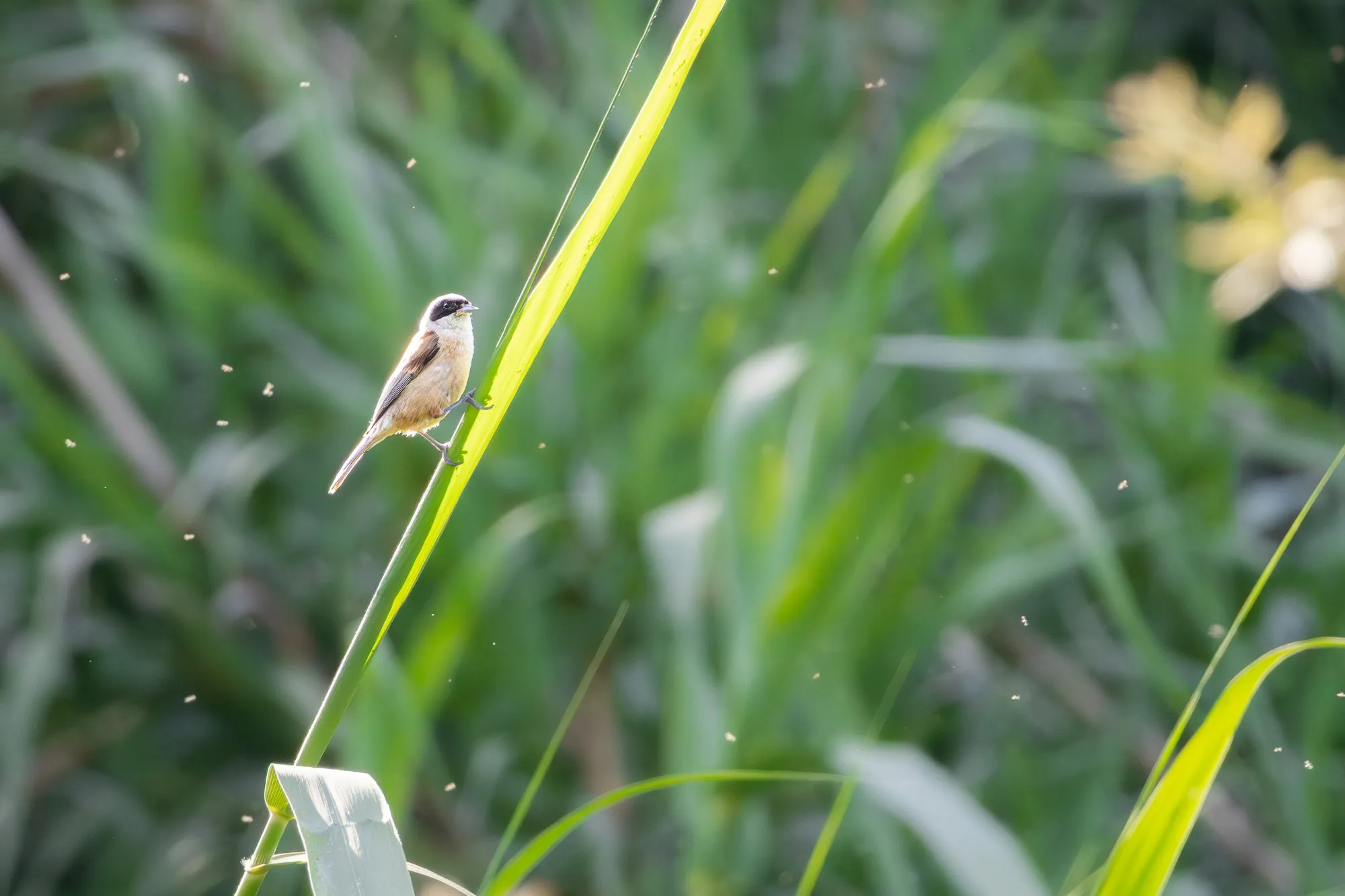 Fotografía de naturaleza: pajaro moscon europeo 2