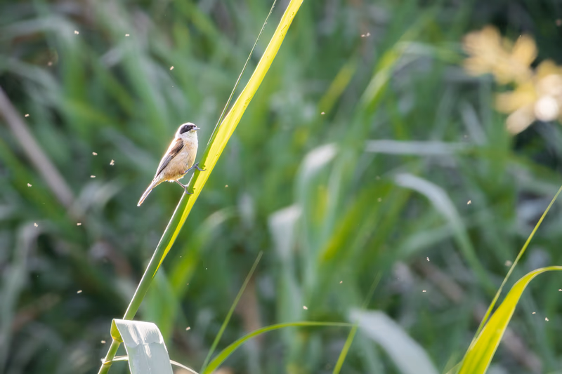 Fotografía de naturaleza: Pajaro moscón europeo. SMFotos, archivo fotográfico de fauna salvaje en Córdoba y Andalucía.