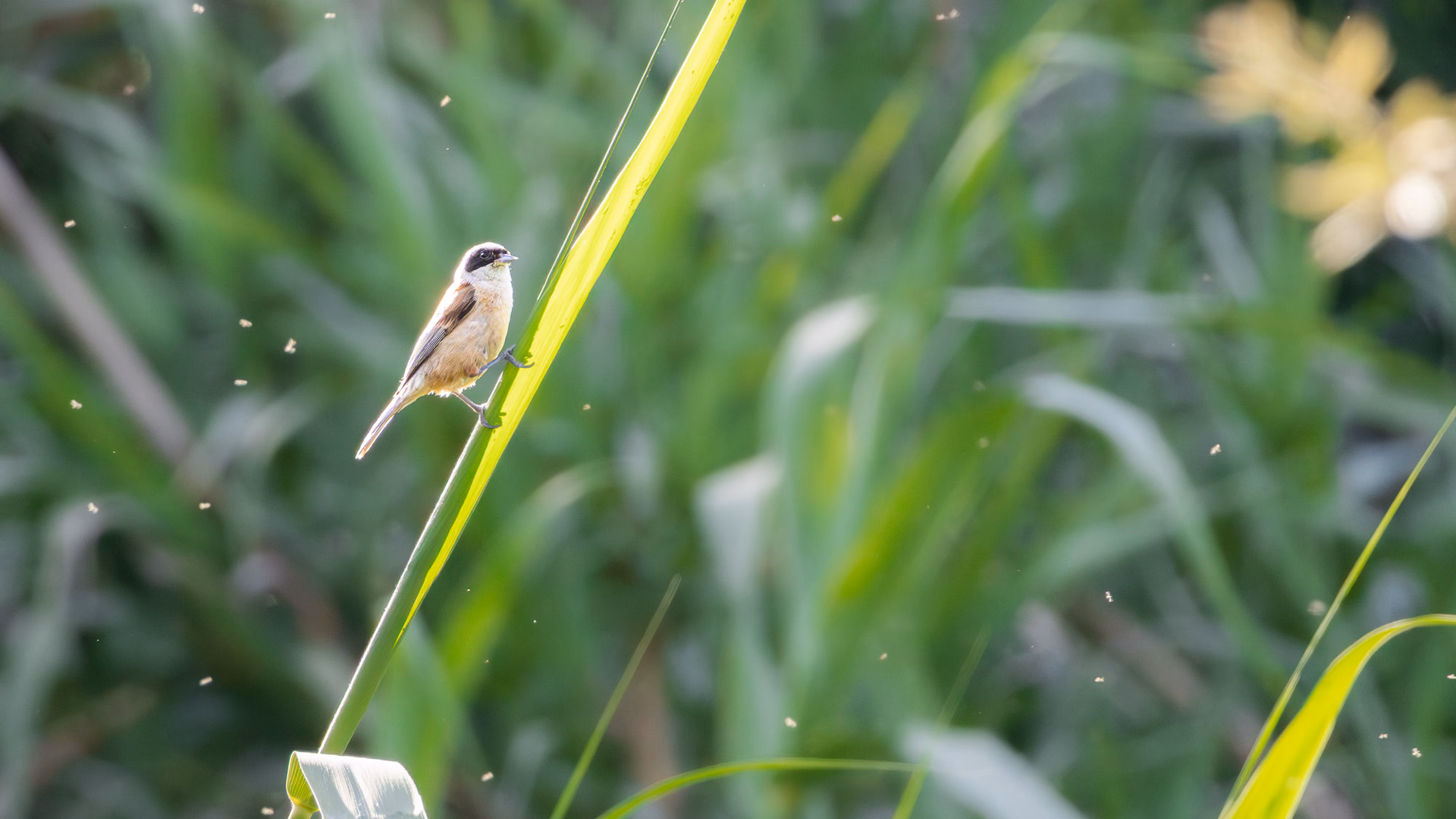 Pájaro mosquero europeo fotografiado en estado salvaje