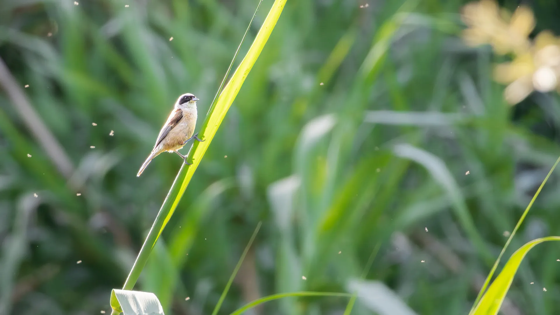 Pájaro mosquero europeo fotografiado en estado salvaje
