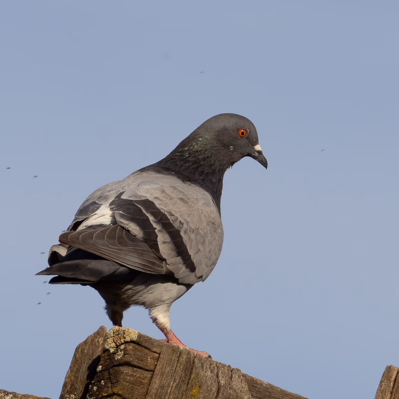Paloma bravía (Columba livia) - Fotografia de fauna