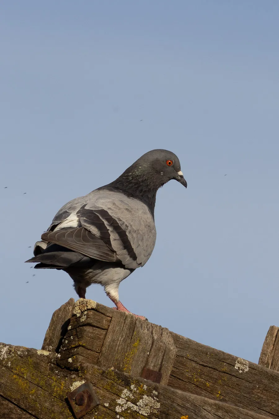 Paloma bravía (Columba livia) - Fotografia de fauna