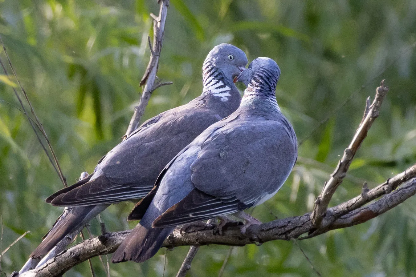 Paloma torcaz (Columba palumbus) - Fotografia de fauna