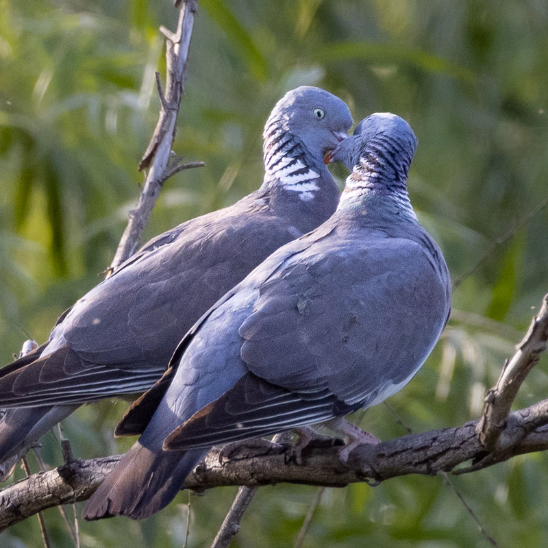 Paloma torcaz (Columba palumbus) - Fotografia de fauna