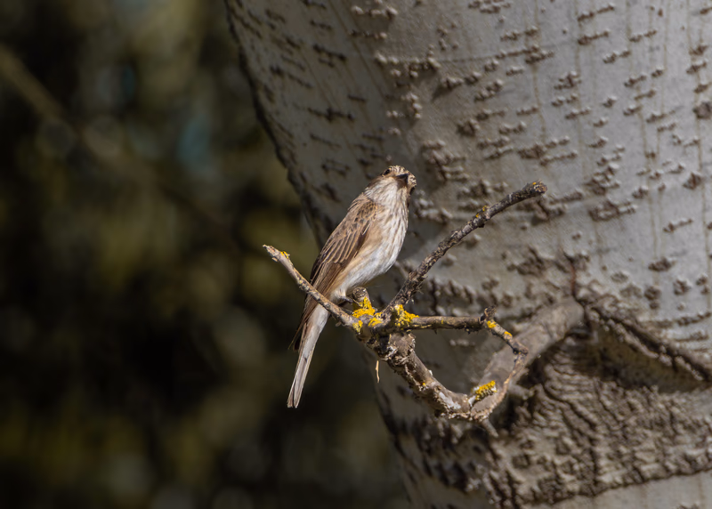 Fotografía de naturaleza: Papamoscas gris. SMFotos, archivo fotográfico de fauna salvaje en Córdoba y Andalucía.
