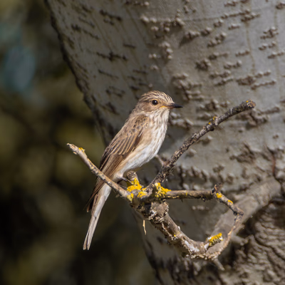 Fotografía de Papamoscas gris (Muscicapa striata) en estado salvaje. SMFotos, fotografía de fauna salvaje en España.