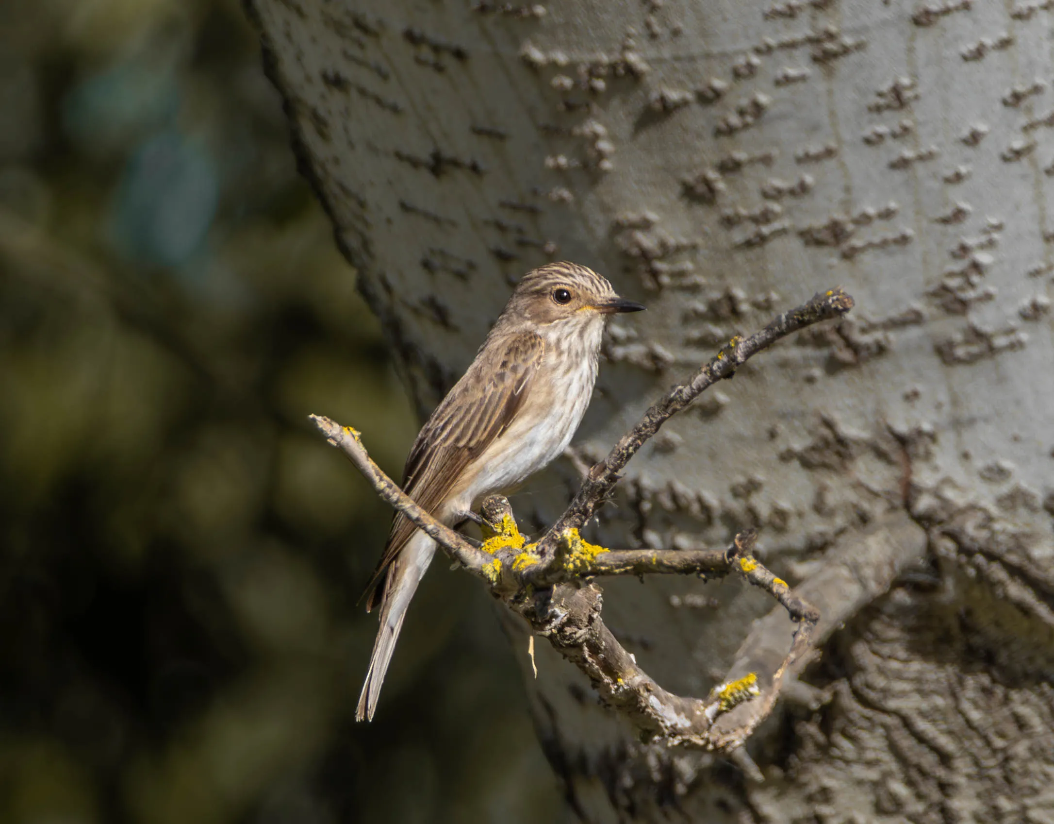 Fotografía de Papamoscas gris (Muscicapa striata) en estado salvaje. SMFotos, fotografía de fauna salvaje en España.