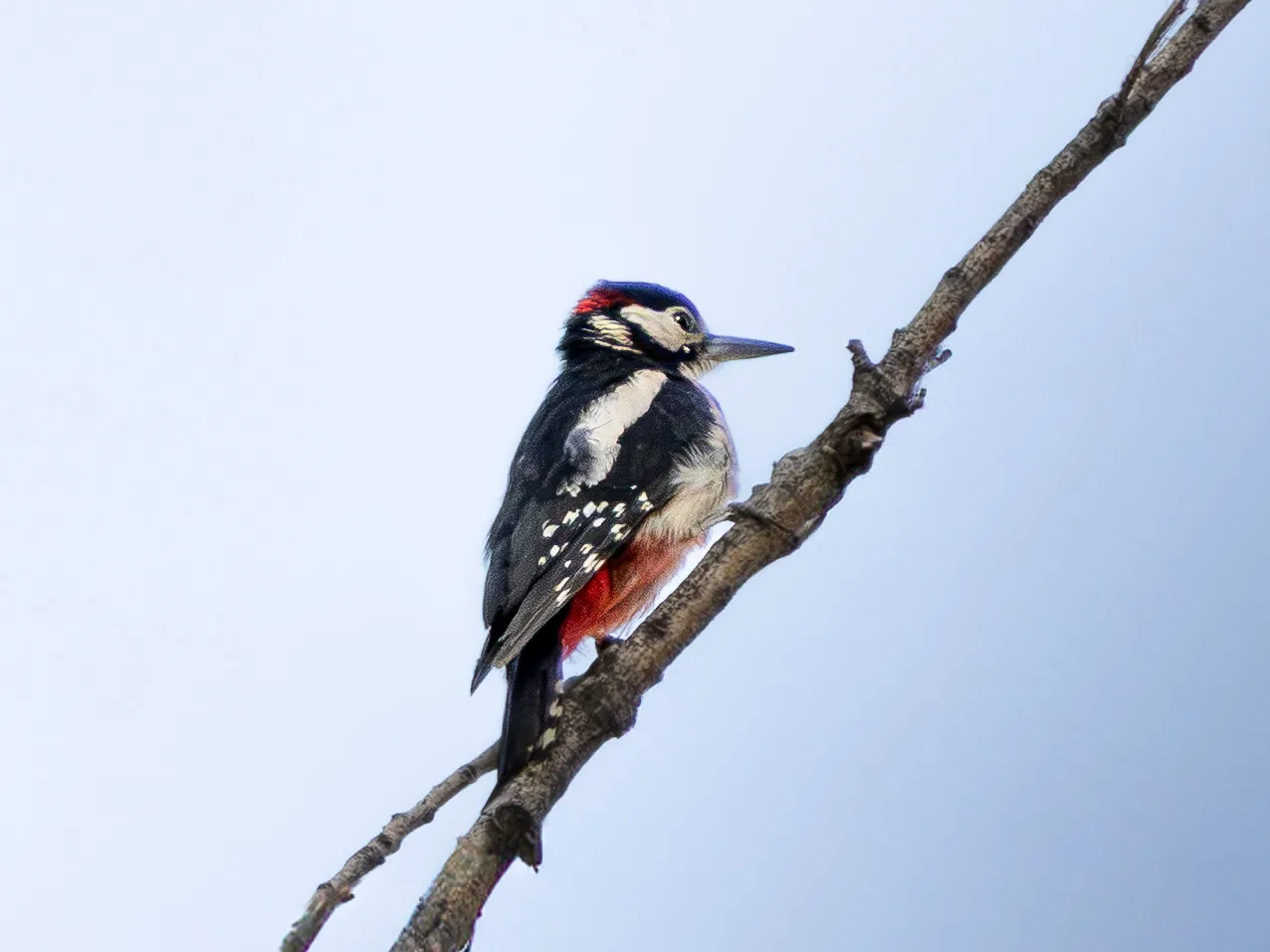 Fotografía de Pico picapinos (Dendrocopos major) en estado salvaje. SMFotos, fotografía de fauna salvaje en España.