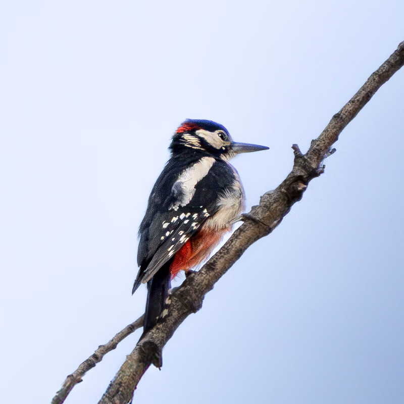 Fotografía de Pico picapinos (Dendrocopos major) en estado salvaje. SMFotos, fotografía de fauna salvaje en España.