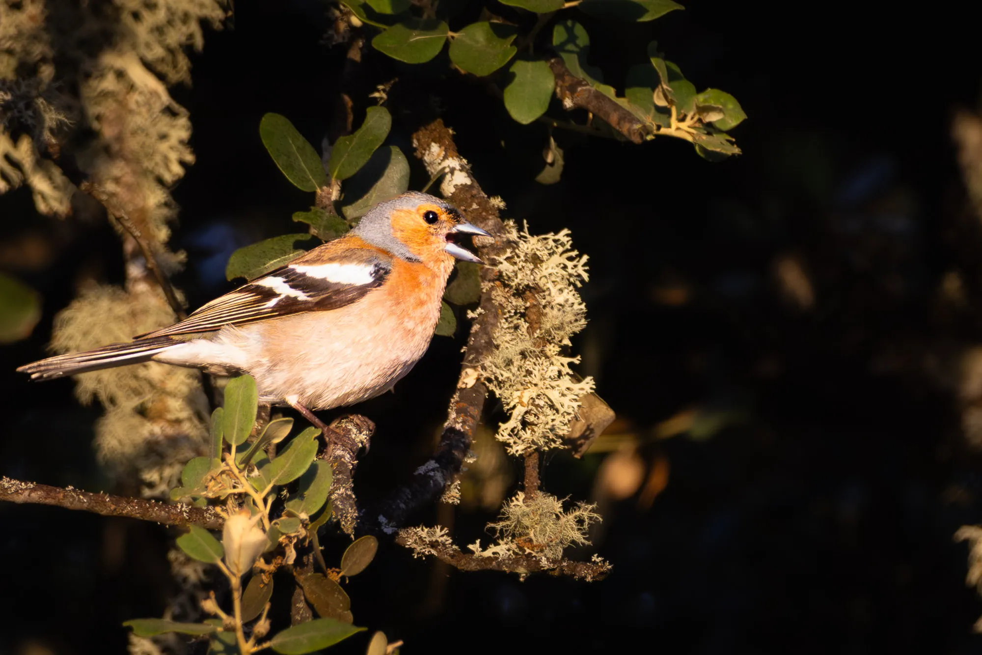 Fotografía de naturaleza: pinzon vulgar