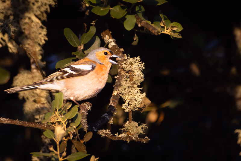 Fotografía de naturaleza: Pinzón vulgar. SMFotos, archivo fotográfico de fauna salvaje en Córdoba y Andalucía.