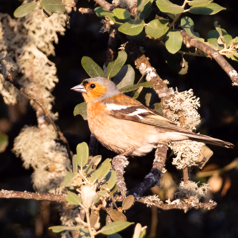 Pinzón vulgar (Fringilla coelebs) - Fotografia de fauna