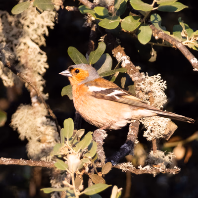 Pinzón vulgar (Fringilla coelebs) - Fotografia de fauna. SMFotos, fotografía de fauna salvaje en España.