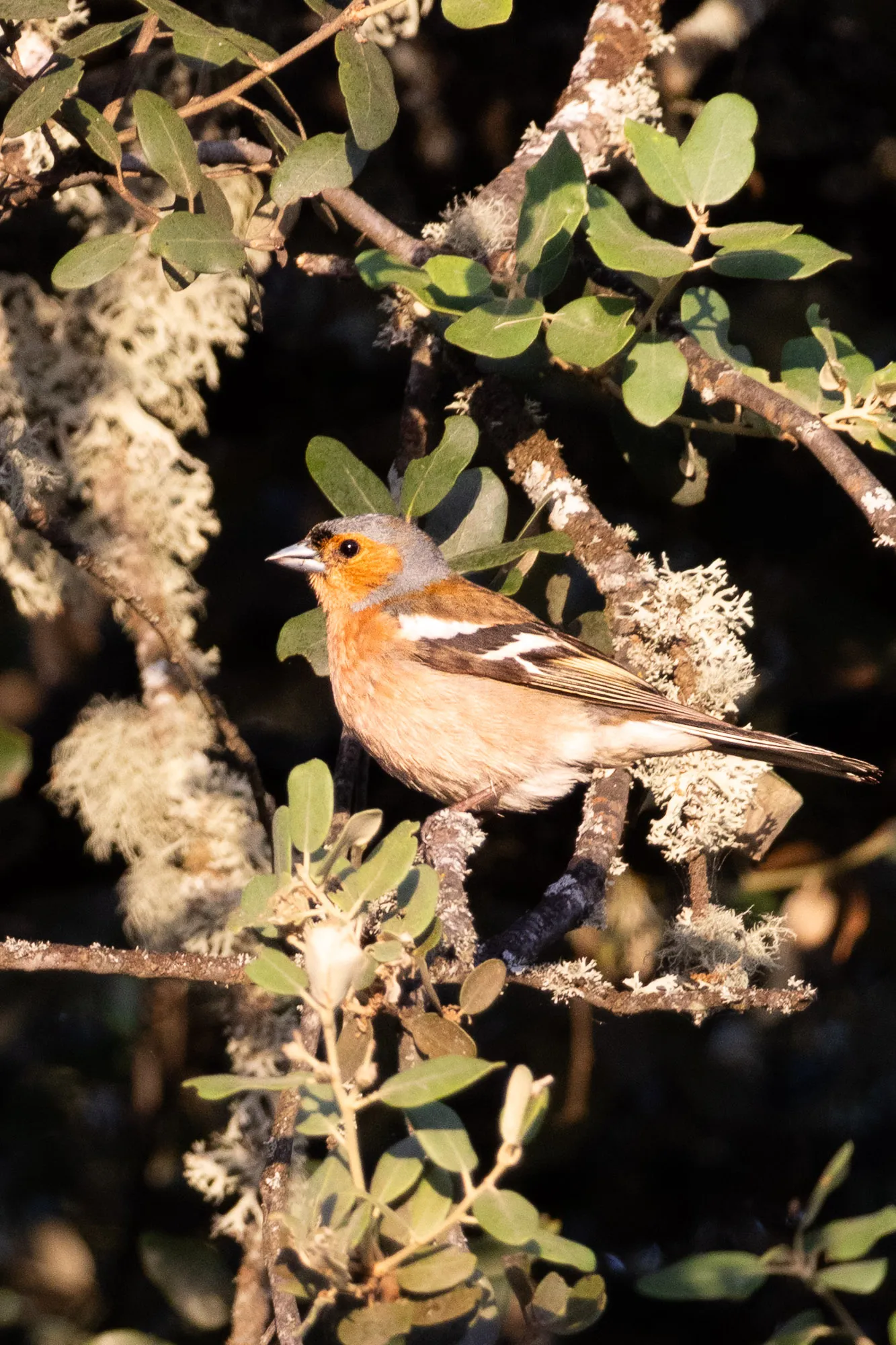 Pinzón vulgar (Fringilla coelebs) - Fotografia de fauna