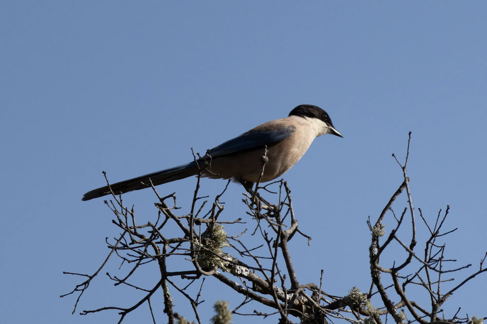Rabilargo ibérico (Cyanopica cooki) - Fotografia de fauna