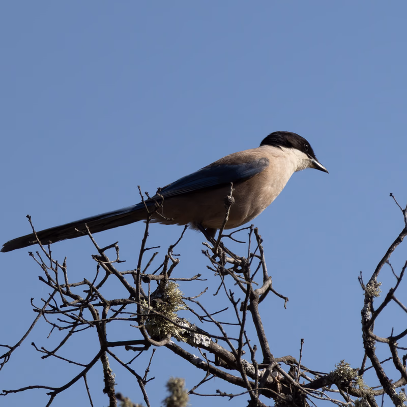 Rabilargo ibérico (Cyanopica cooki) - Fotografia de fauna. SMFotos, fotografía de fauna salvaje en España.