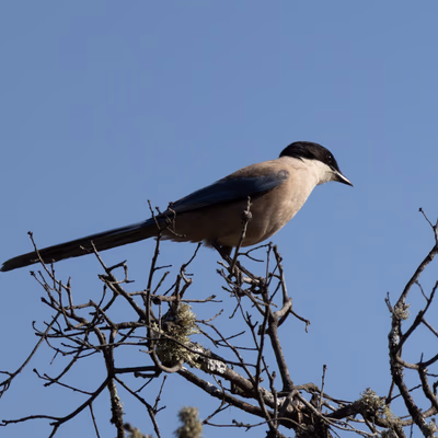 Rabilargo ibérico (Cyanopica cooki) - Fotografia de fauna. SMFotos, fotografía de fauna salvaje en España.