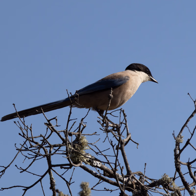 Rabilargo ibérico (Cyanopica cooki) - Fotografia de fauna