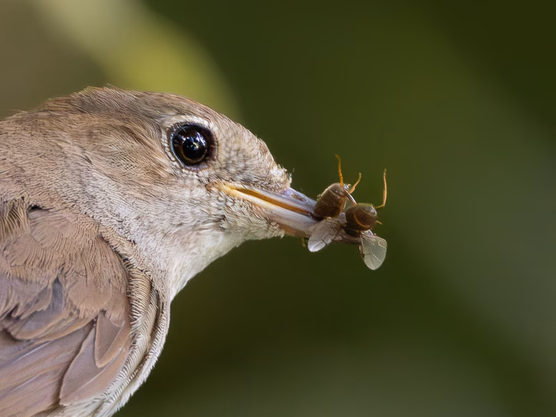 Fotografía de naturaleza: Ruiseñor común. SMFotos, archivo fotográfico de fauna salvaje en Córdoba y Andalucía.