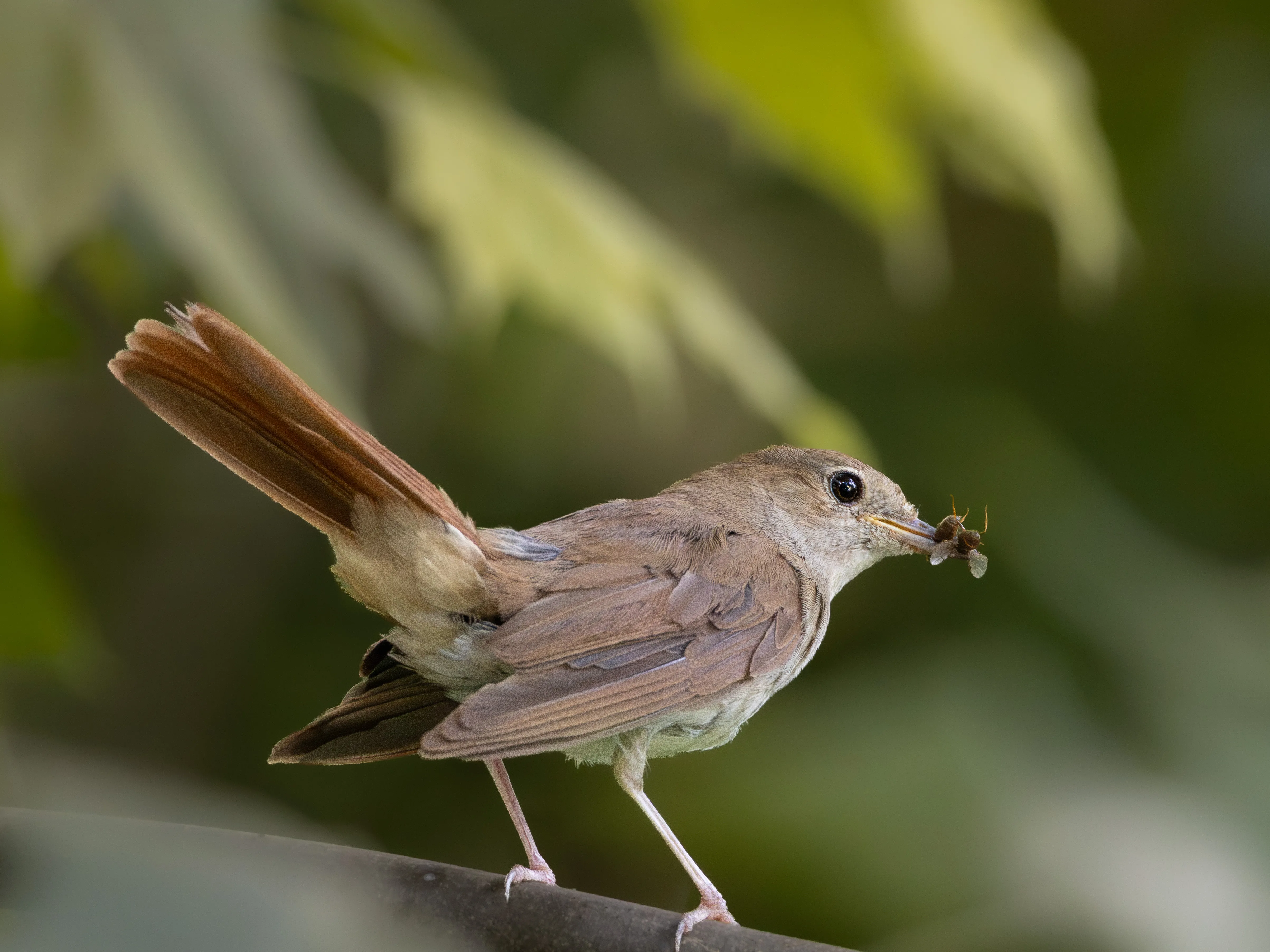 Fotografía de Ruiseñor común (Luscinia megarhynchos) en estado salvaje. SMFotos, fotografía de fauna salvaje en España.
