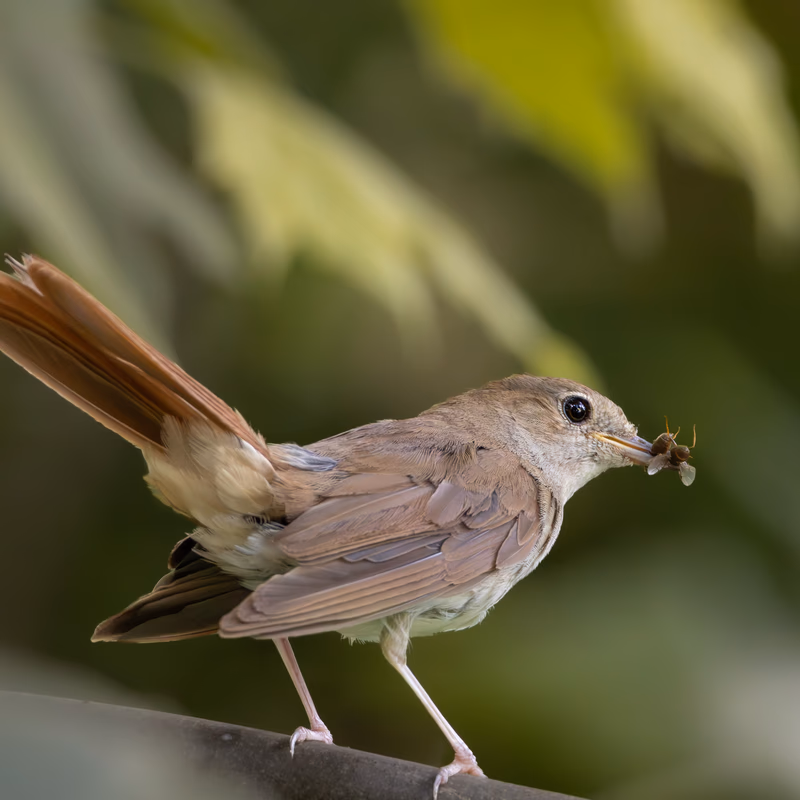 Fotografía de Ruiseñor común (Luscinia megarhynchos) en estado salvaje. SMFotos, fotografía de fauna salvaje en España.
