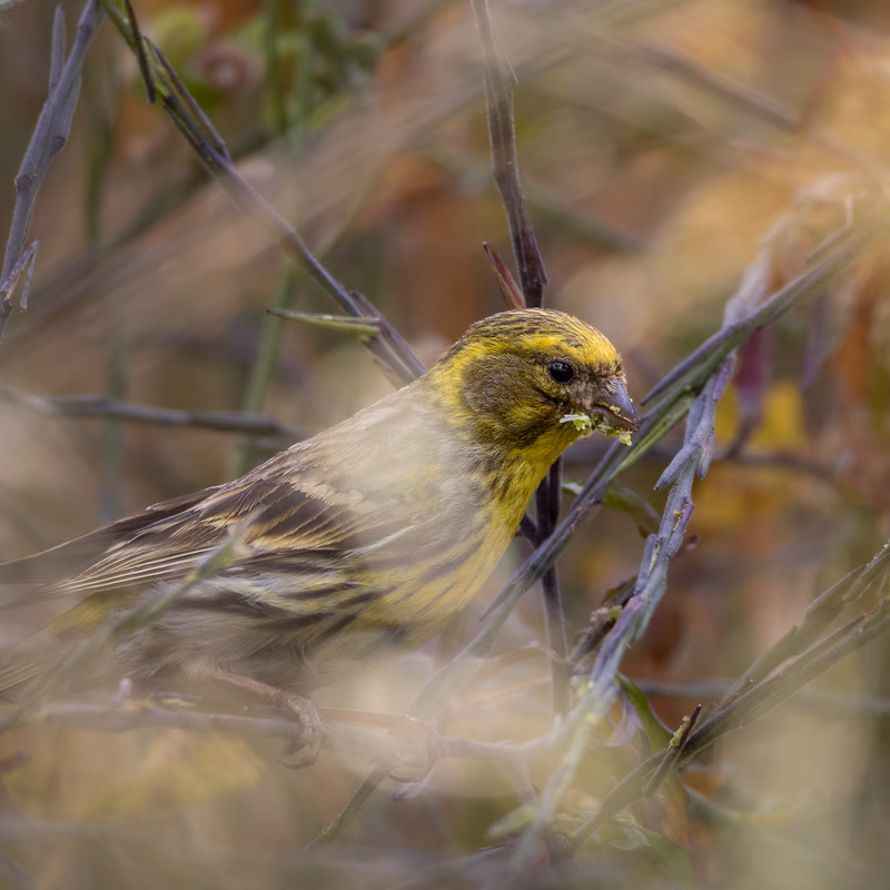 Serín verdecillo (Serinus serinus) - Fotografia de fauna